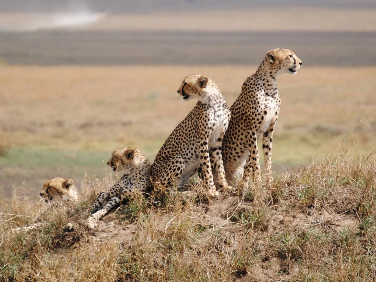 Two cheetahs resting together in the grass
