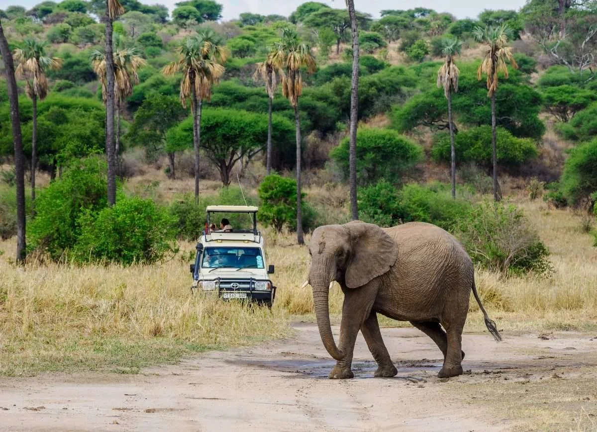 Elephant crossing a track in front of a safari vehicle