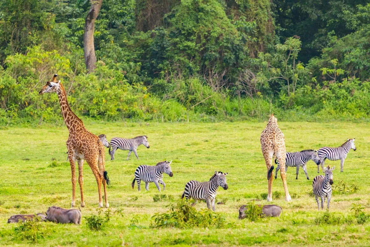 Giraffes and zebras in a green woodland clearing