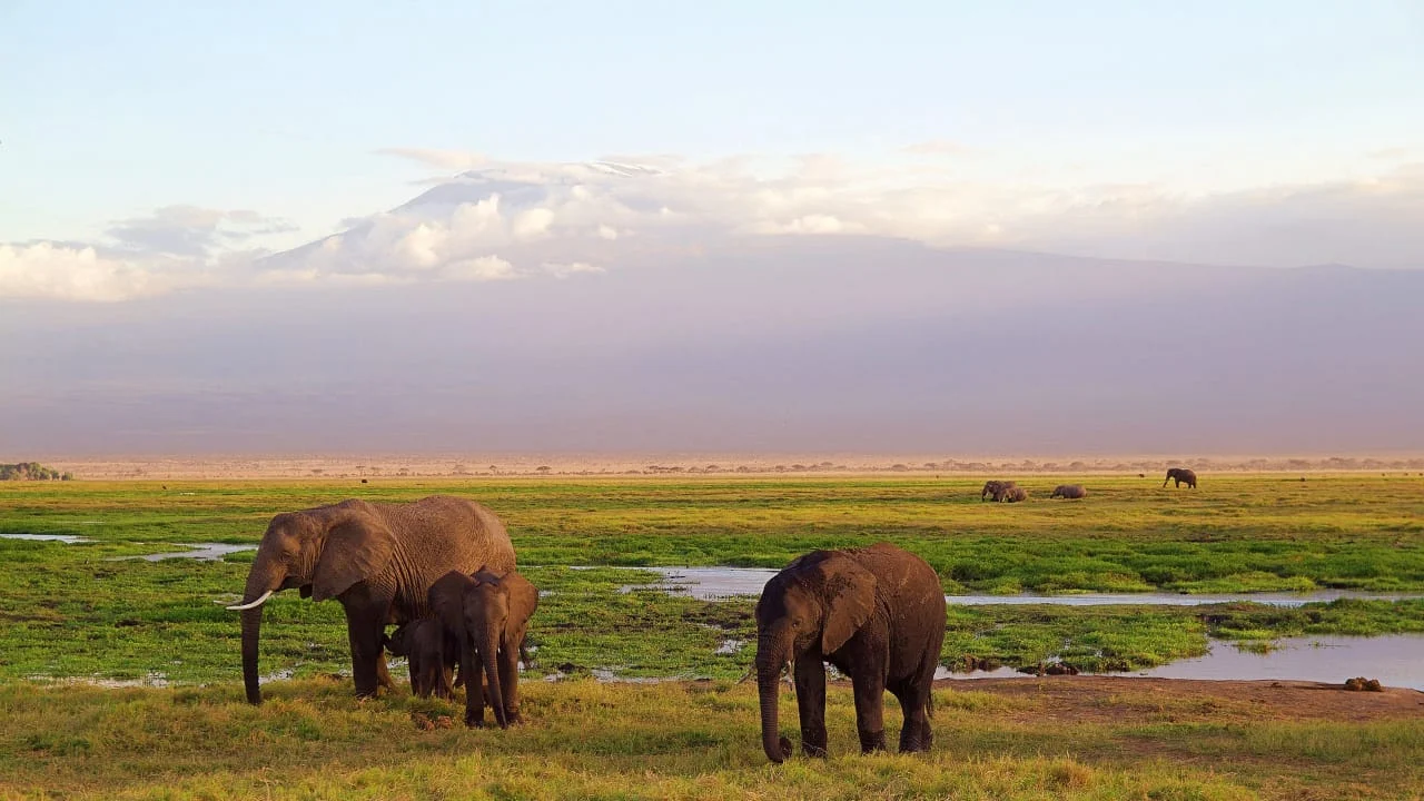 Elephants on open grassland beneath a cloud-lined mountain