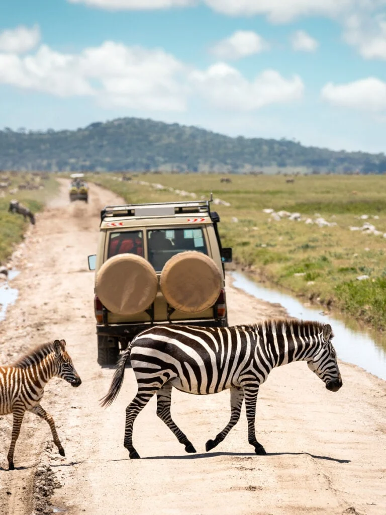 A zebra beside a safari vehicle on a dirt track
