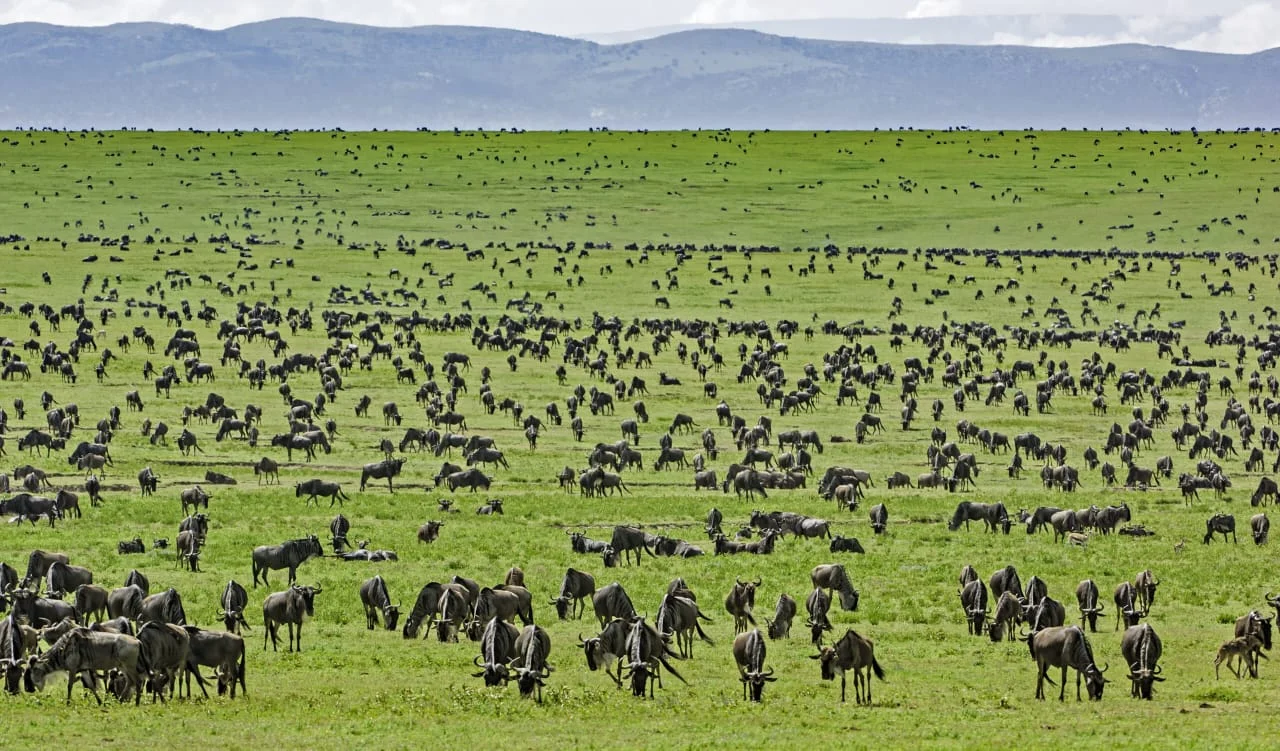 Herds spread across an expansive green landscape