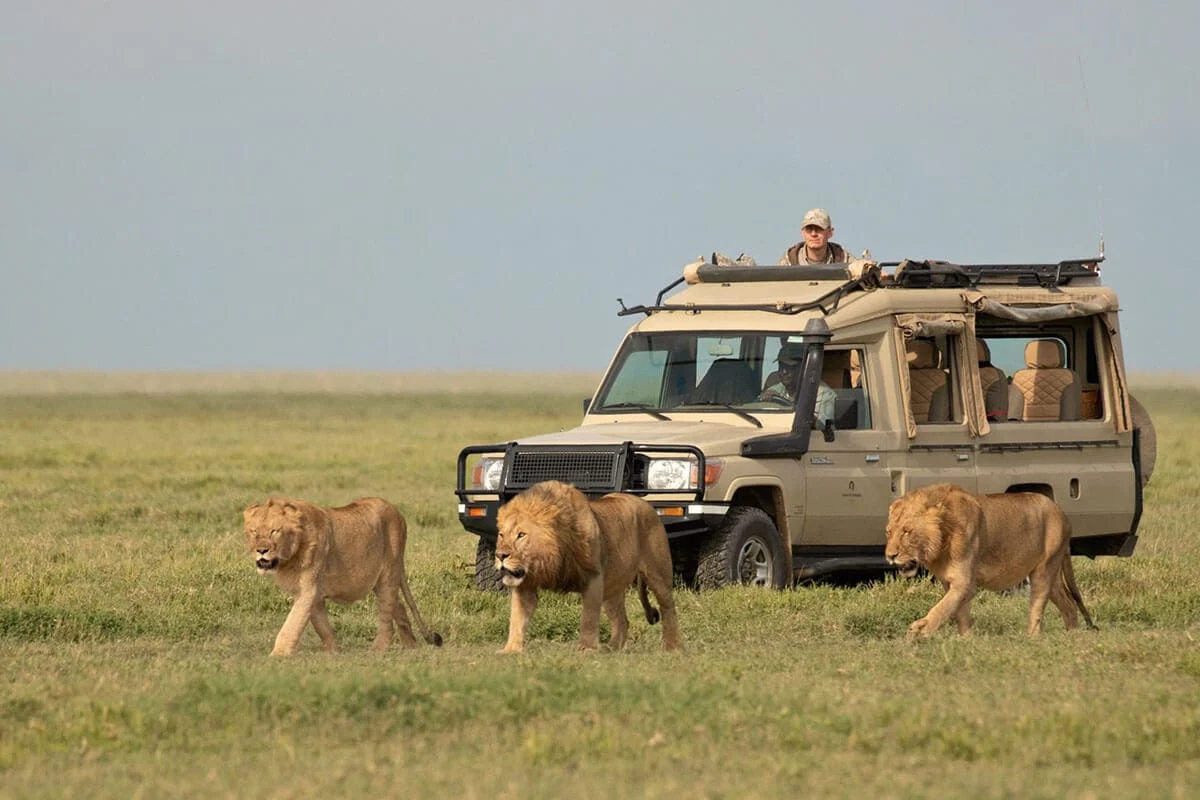 A safari vehicle observing lions on the grassland