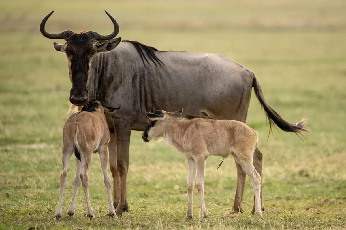 A wildebeest standing with its calf