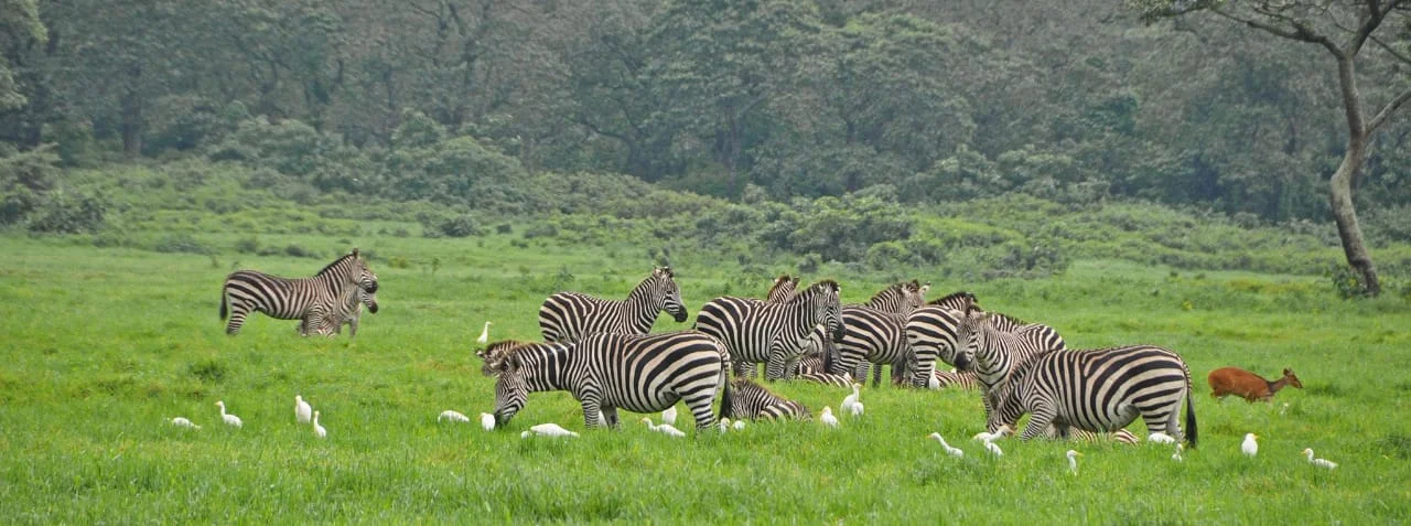 Zebras grazing beside a forest